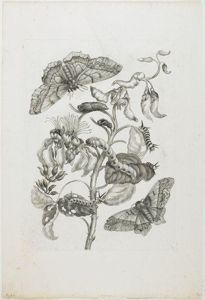 Raupen, Schmetterlinge und Blume, 1705-71 von Maria Sibylla Merian